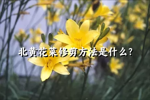 北黄花菜修剪方法是什么？