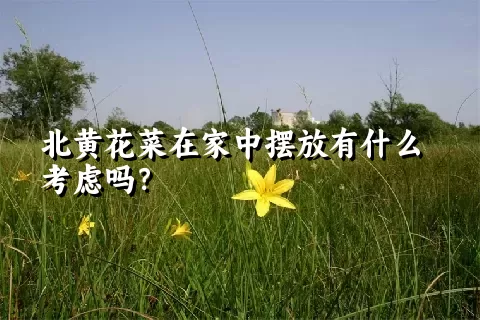 北黄花菜在家中摆放有什么考虑吗？