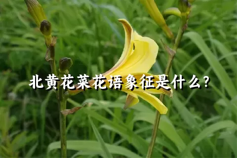 北黄花菜花语象征是什么？