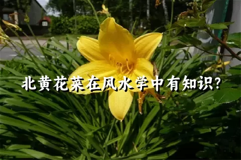 北黄花菜在风水学中有知识？