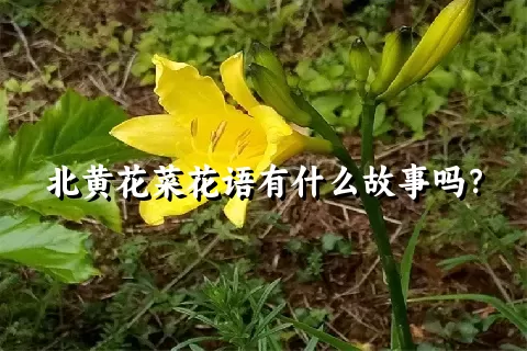 北黄花菜花语有什么故事吗？