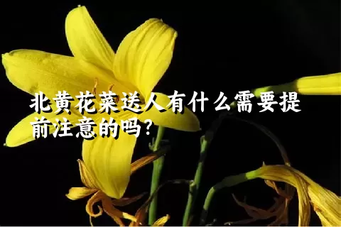 北黄花菜送人有什么需要提前注意的吗？