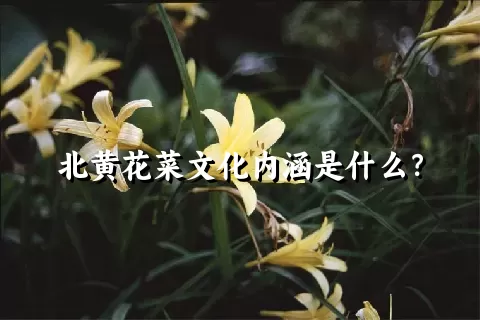 北黄花菜文化内涵是什么？