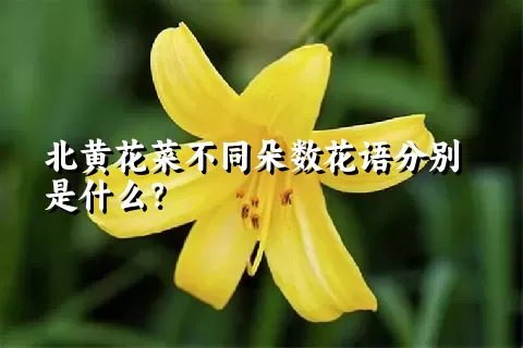 北黄花菜不同朵数花语分别是什么？