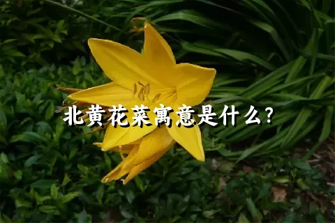 北黄花菜寓意是什么？