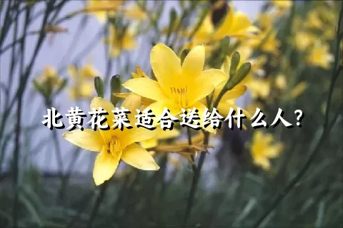 北黄花菜适合送给什么人？