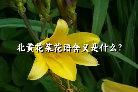 北黄花菜花语含义是什么？