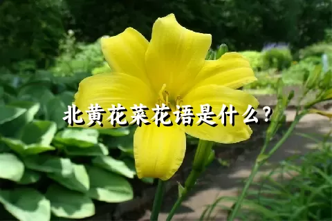 北黄花菜花语是什么？