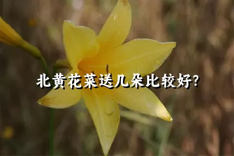 北黄花菜送几朵比较好？