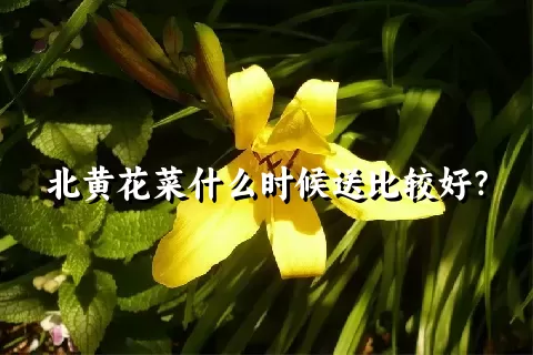 北黄花菜什么时候送比较好？