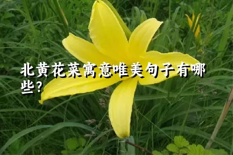 北黄花菜寓意唯美句子有哪些？