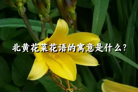 北黄花菜花语的寓意是什么？