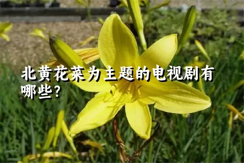 北黄花菜为主题的电视剧有哪些？