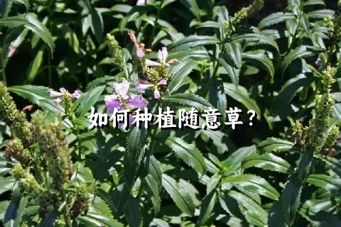 如何种植随意草？