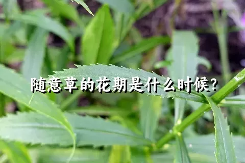 随意草的花期是什么时候？