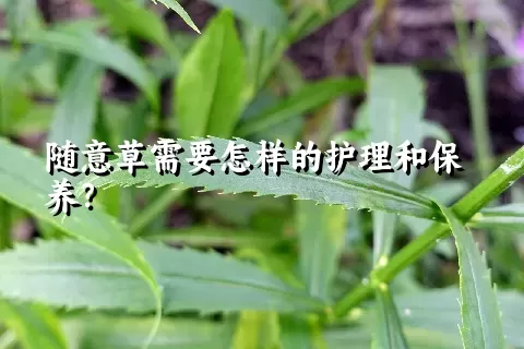 随意草需要怎样的护理和保养？