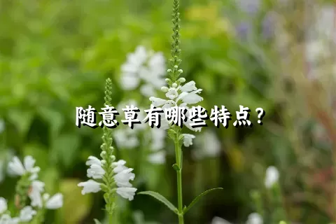 随意草有哪些特点？