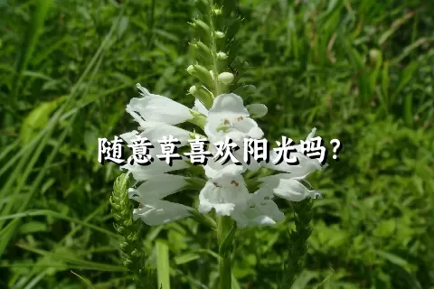 随意草喜欢阳光吗？