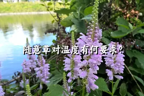 随意草对温度有何要求？