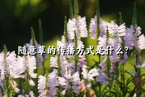 随意草的传播方式是什么？