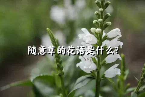 随意草的花语是什么？