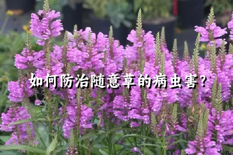 如何防治随意草的病虫害？