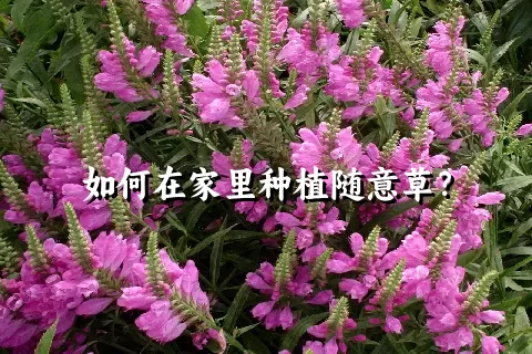 如何在家里种植随意草？