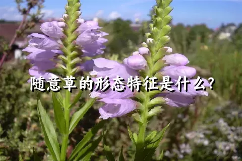 随意草的形态特征是什么？