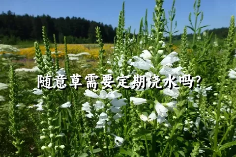 随意草需要定期浇水吗？