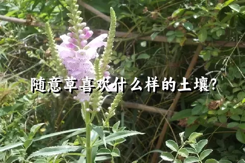 随意草喜欢什么样的土壤？