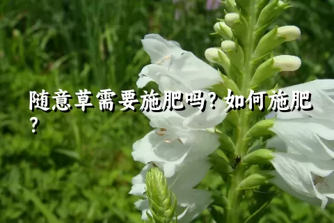 随意草需要施肥吗？如何施肥？