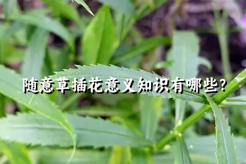 随意草插花意义知识有哪些？