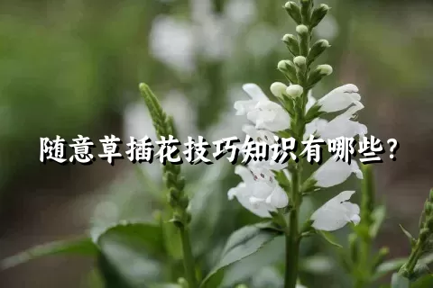 随意草插花技巧知识有哪些？