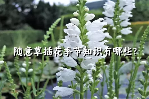 随意草插花季节知识有哪些？