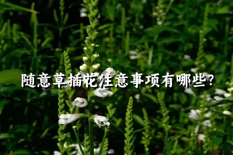 随意草插花注意事项有哪些？