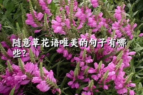 随意草花语唯美的句子有哪些？