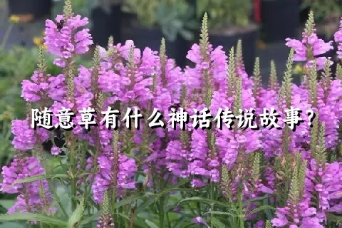 随意草有什么神话传说故事？