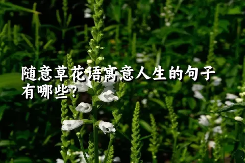 随意草花语寓意人生的句子有哪些？