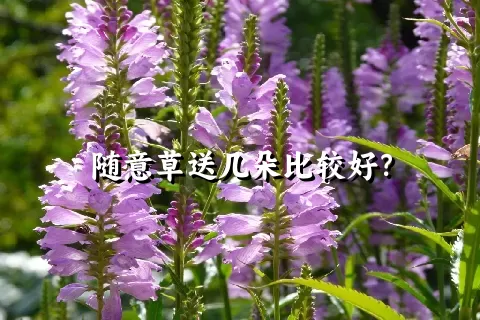 随意草送几朵比较好？