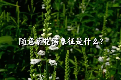 随意草花语象征是什么？