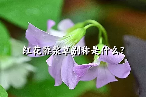 红花酢浆草别称是什么？