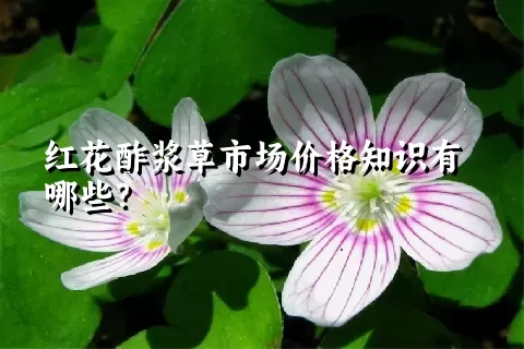 红花酢浆草市场价格知识有哪些？