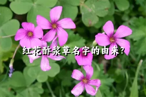 红花酢浆草名字的由来？