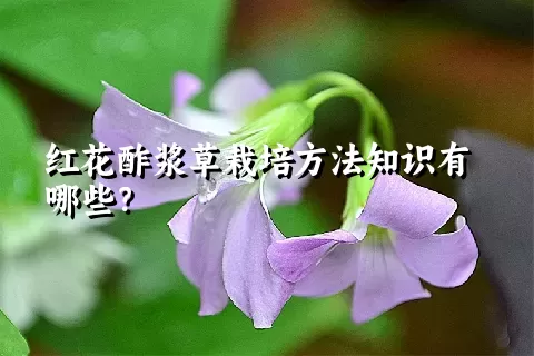 红花酢浆草栽培方法知识有哪些？