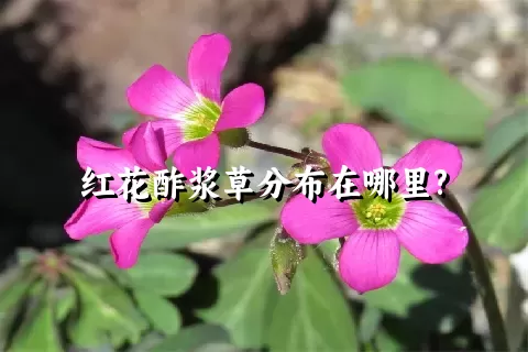 红花酢浆草分布在哪里?