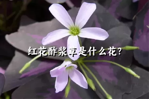 红花酢浆草是什么花？