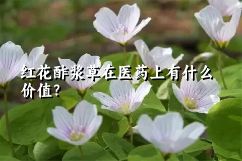 红花酢浆草在医药上有什么价值？