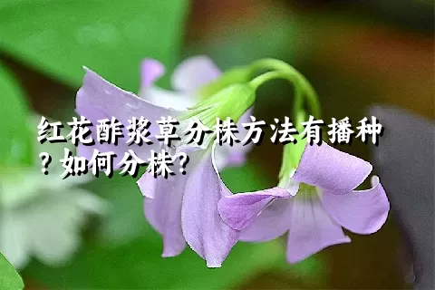 红花酢浆草分株方法有播种？如何分株？