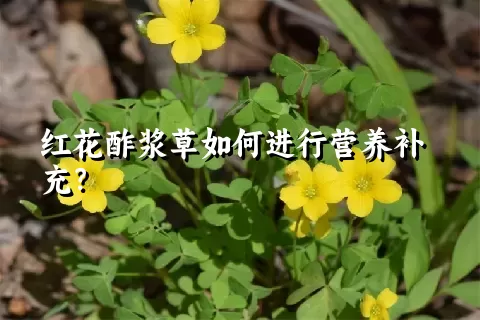 红花酢浆草如何进行营养补充？