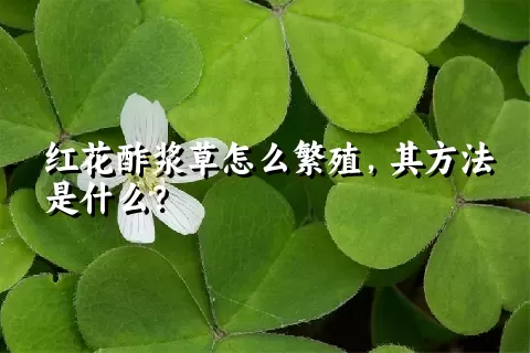 红花酢浆草怎么繁殖，其方法是什么？